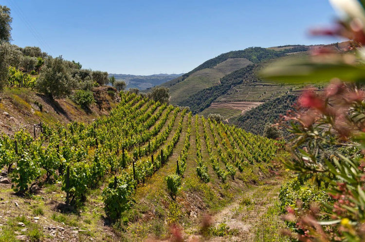 Luis Seabra - Marvis Wine Club