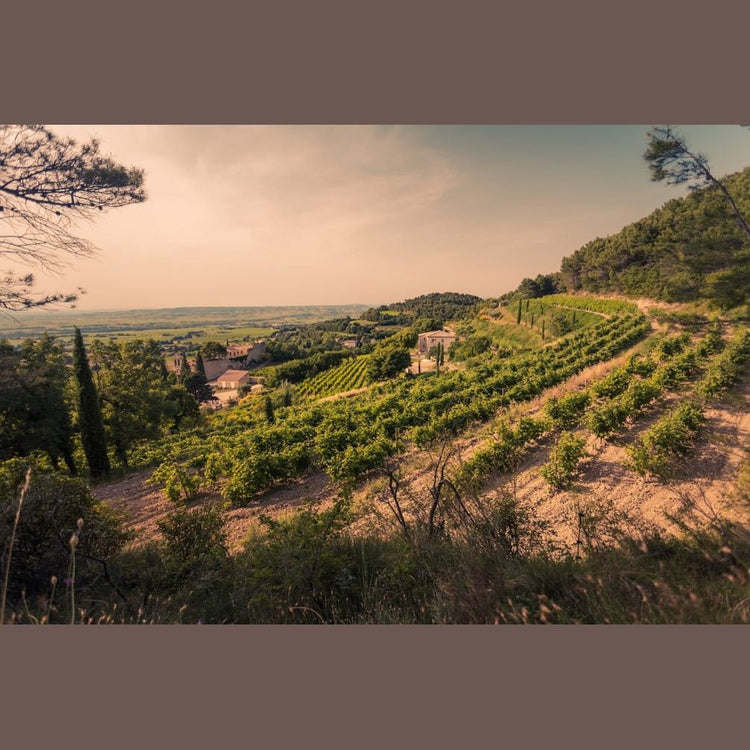 Santa Duc - Marvis Wine Club